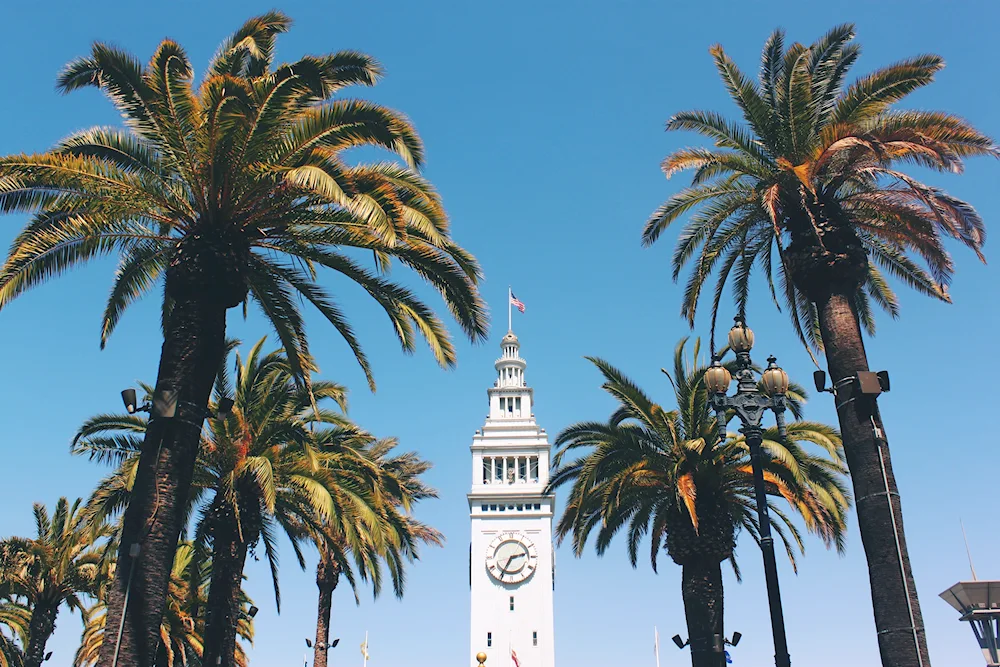 Yalta palms