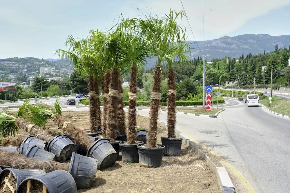 Yalta palms