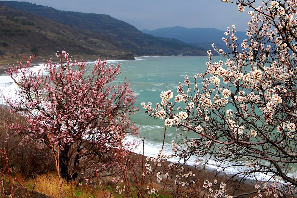 Yalta blooming almond blossom