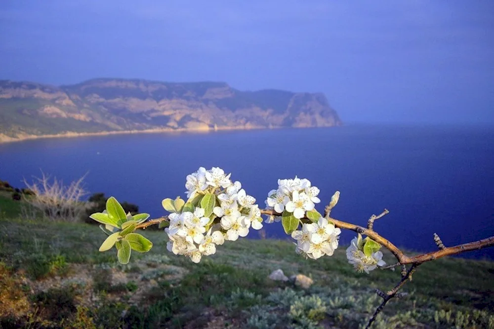 Yalta almond blossom