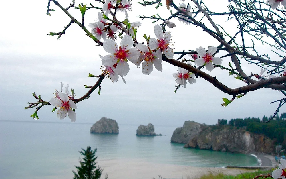 Yalta almond blossom