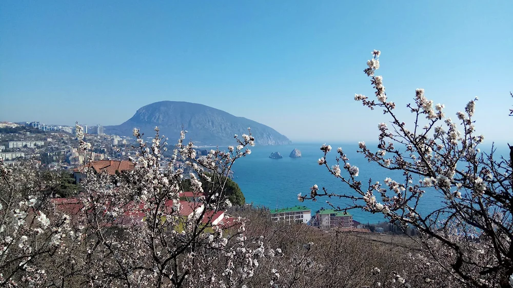 Yalta almond blossom