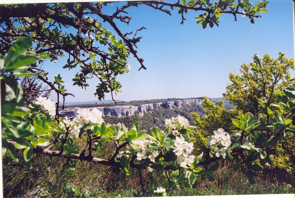 Yalta almond blossom