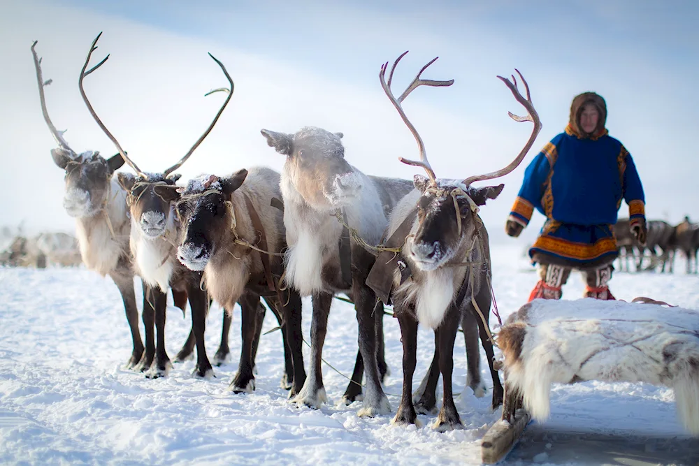 Yamal tundra Nenets