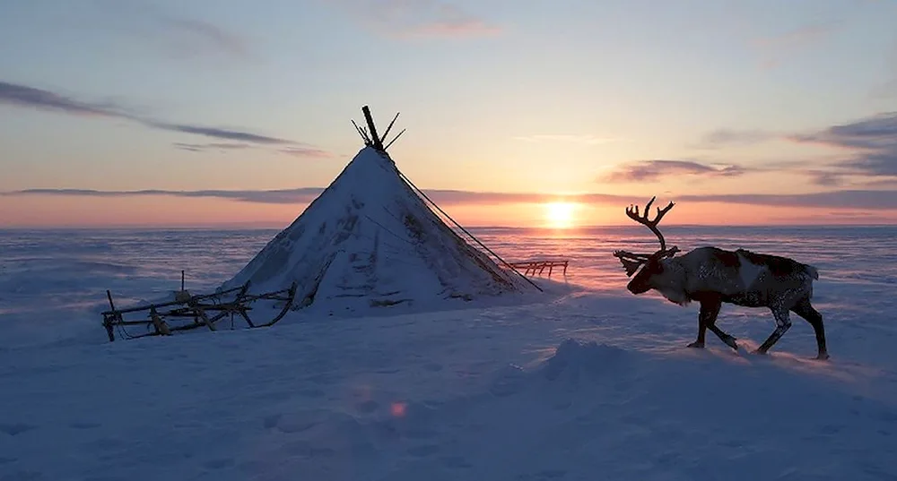 Yamal Nenets tundra