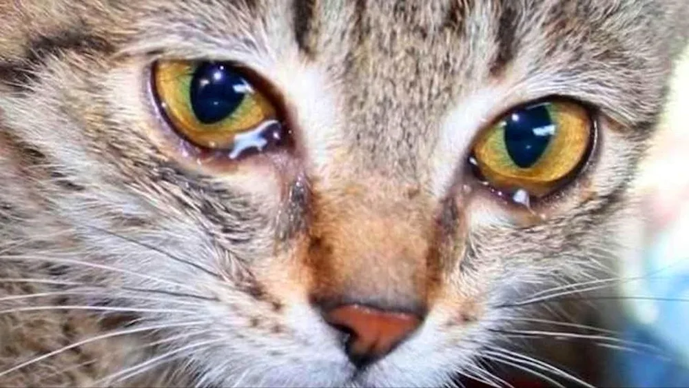 Cat crying