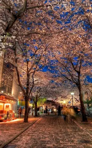 Japan Kyoto streets