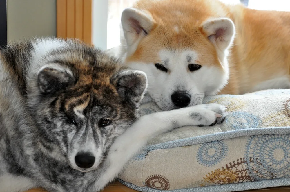 Akita inu tiger