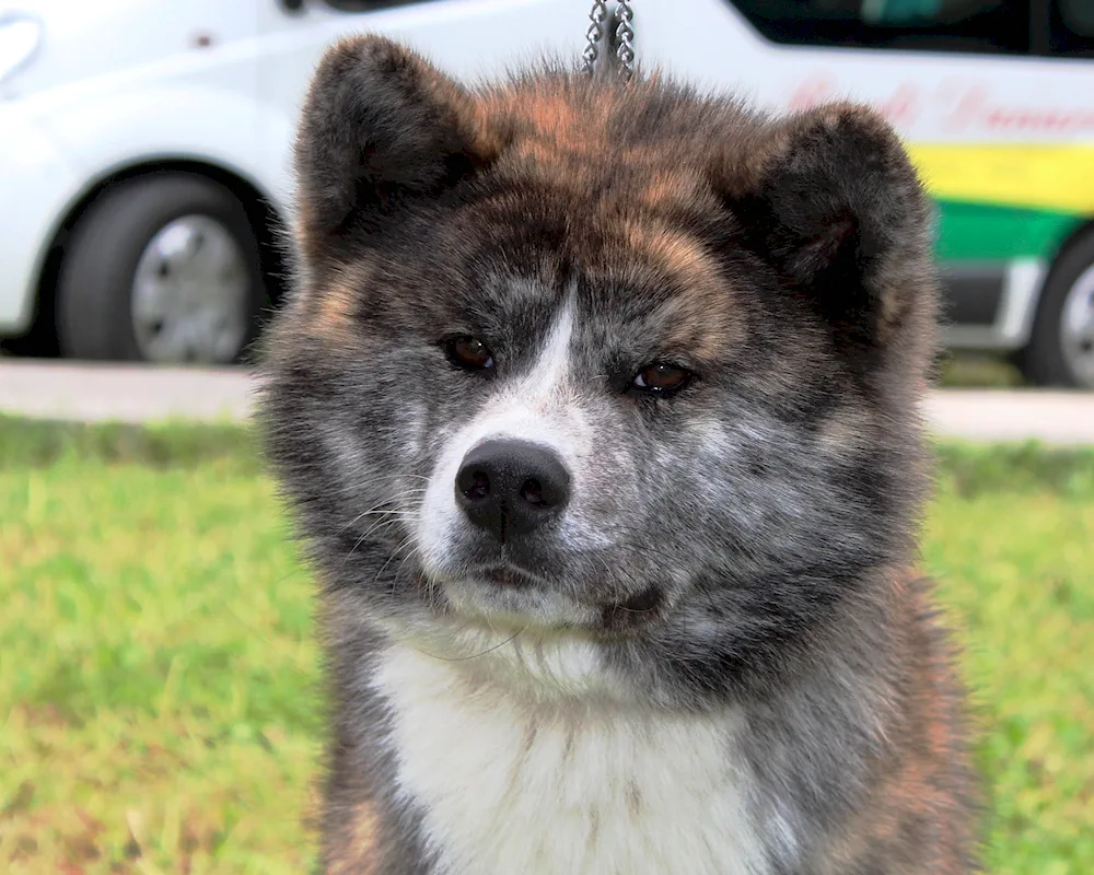 Japanese Akita inu