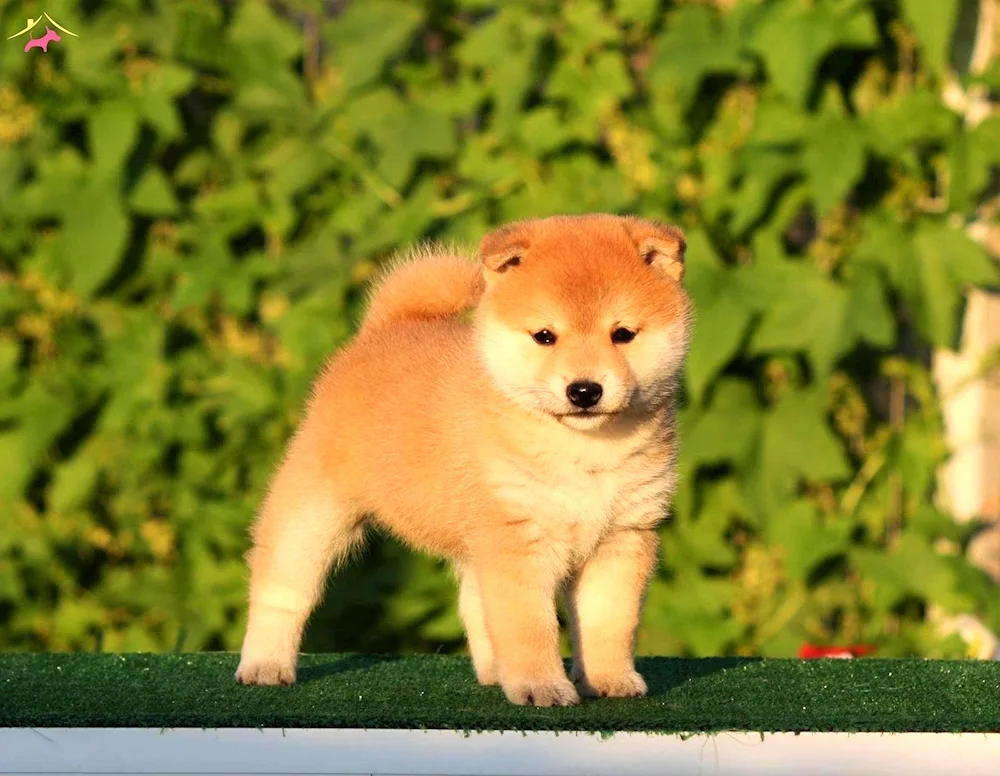 Japanese Akita Inu