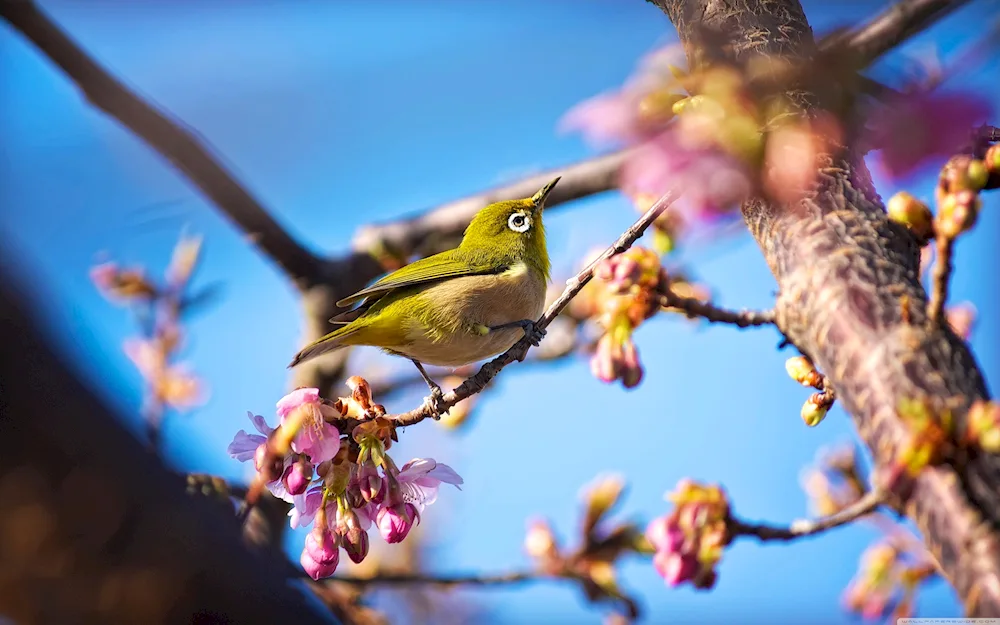 Japanese white-eyed tit