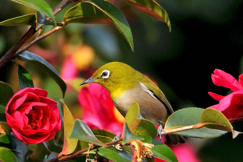 Japanese Swordtailed Hummingbird