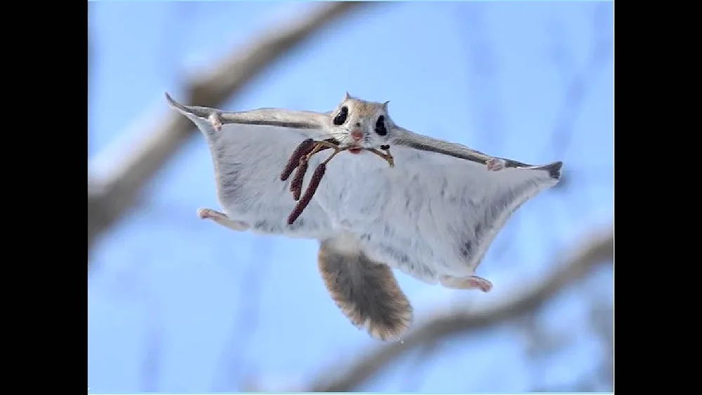 Japanese flying squirrel