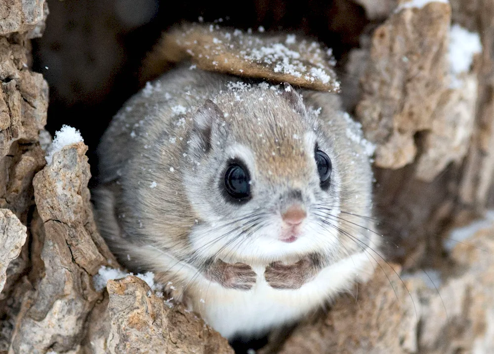 Japanese flying squirrel Momonga