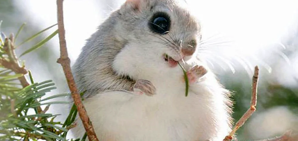 Japanese flying squirrel. Momonga