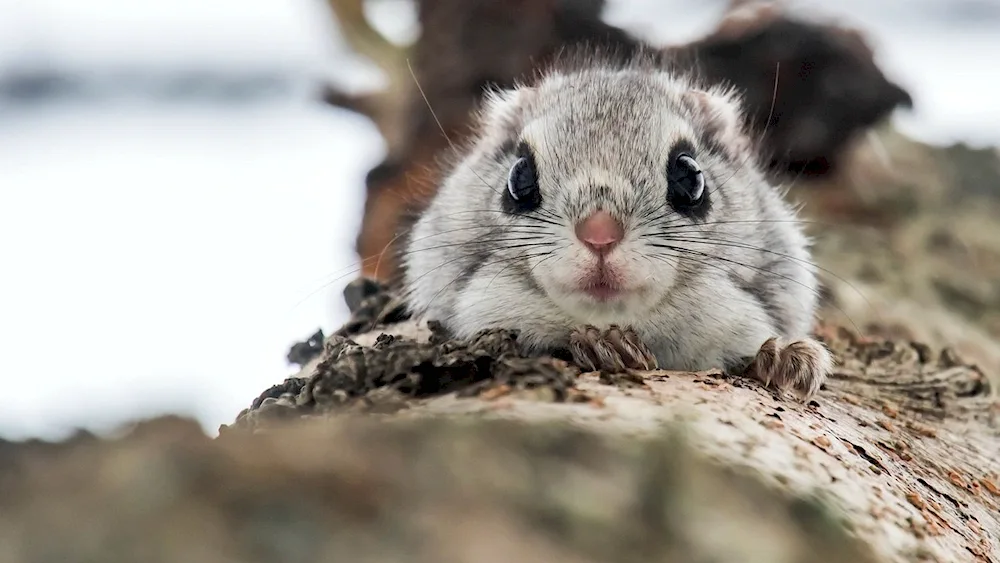 Japanese Fledgling Momonga