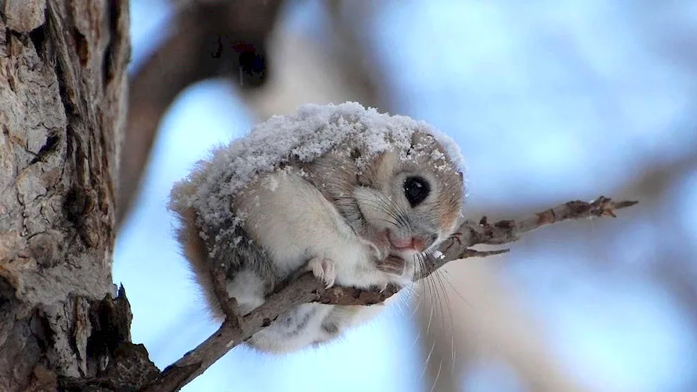 Japanese Fledgling Momonga