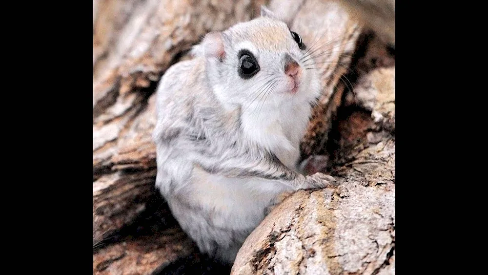 Japanese Flycatcher Momonga