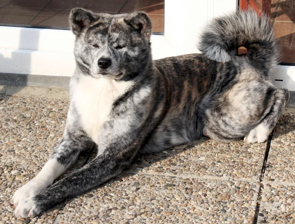 Japanese tiger Akita inu