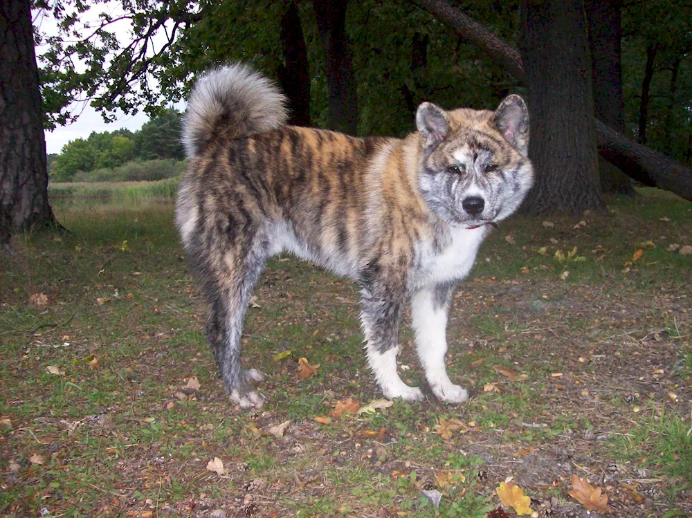 Japanese tiger Akita inu