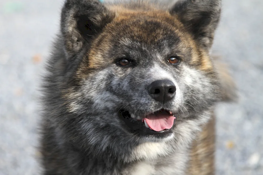 Akita inu tiger