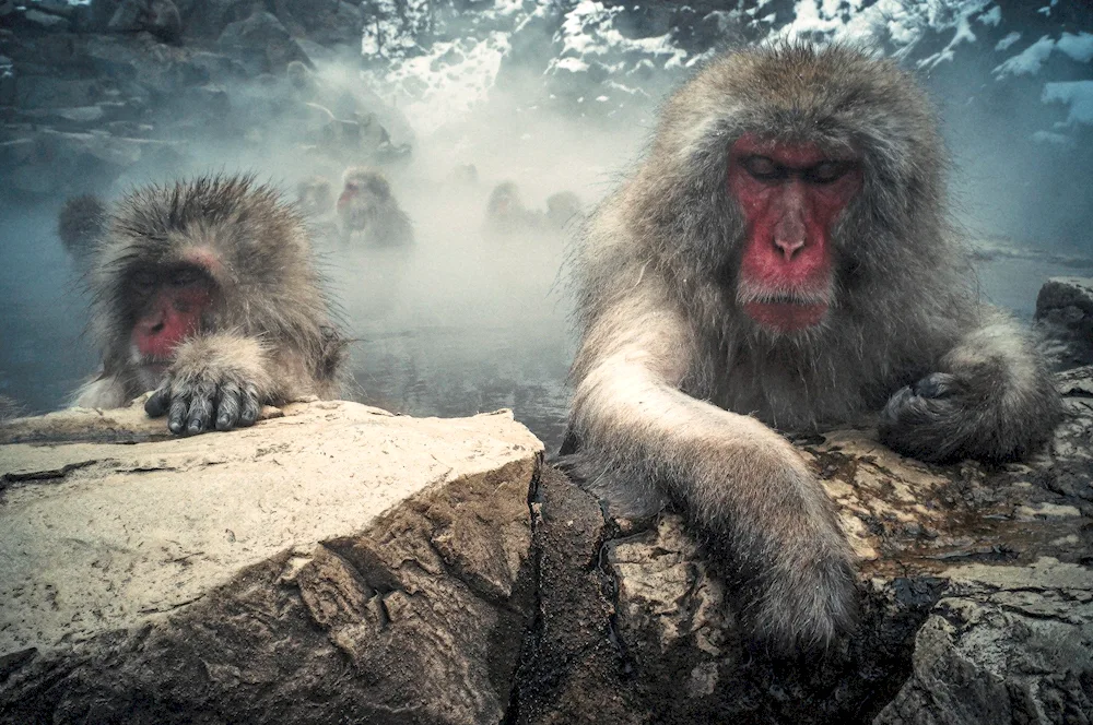 Japanese macaques