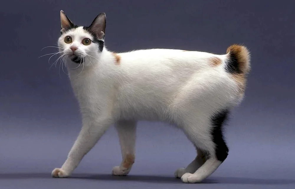 Japanese bobtail