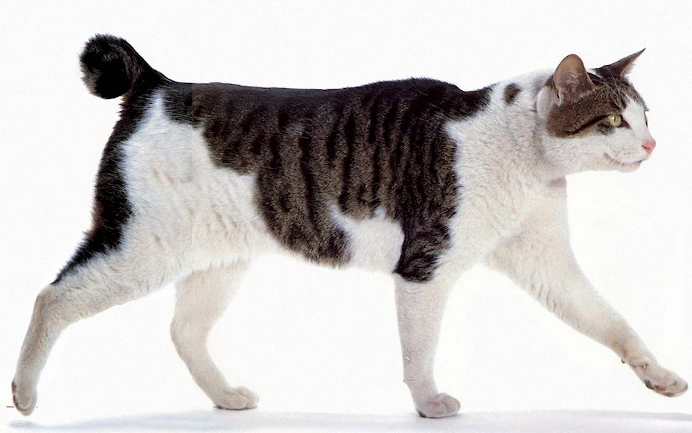 Japanese bobtail