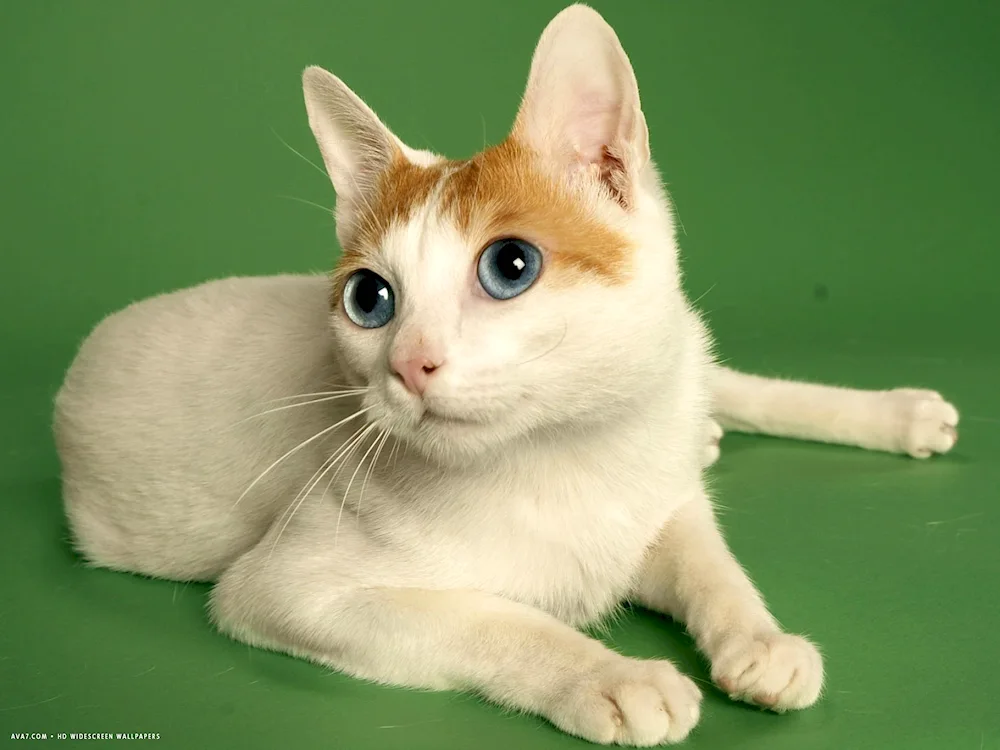 Japanese bobtail