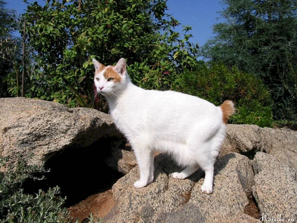 Japanese bobtail