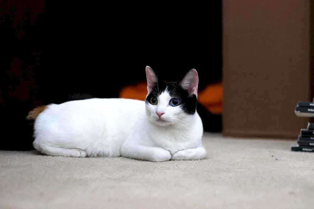 Japanese bobtail