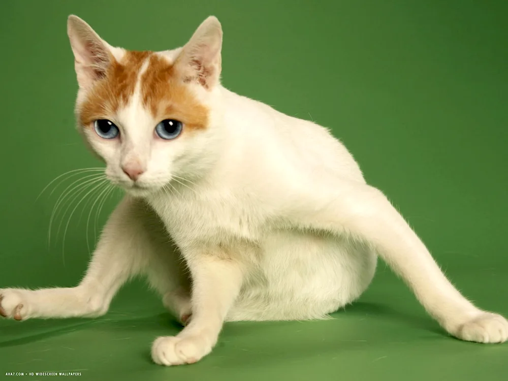 Japanese bobtail