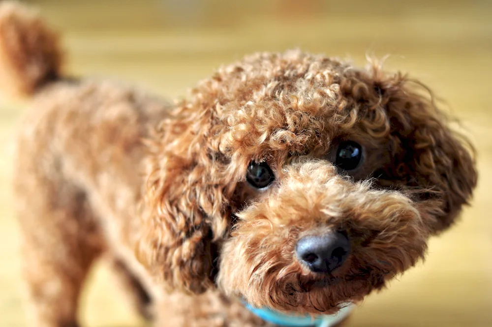 Japanese dwarf poodle