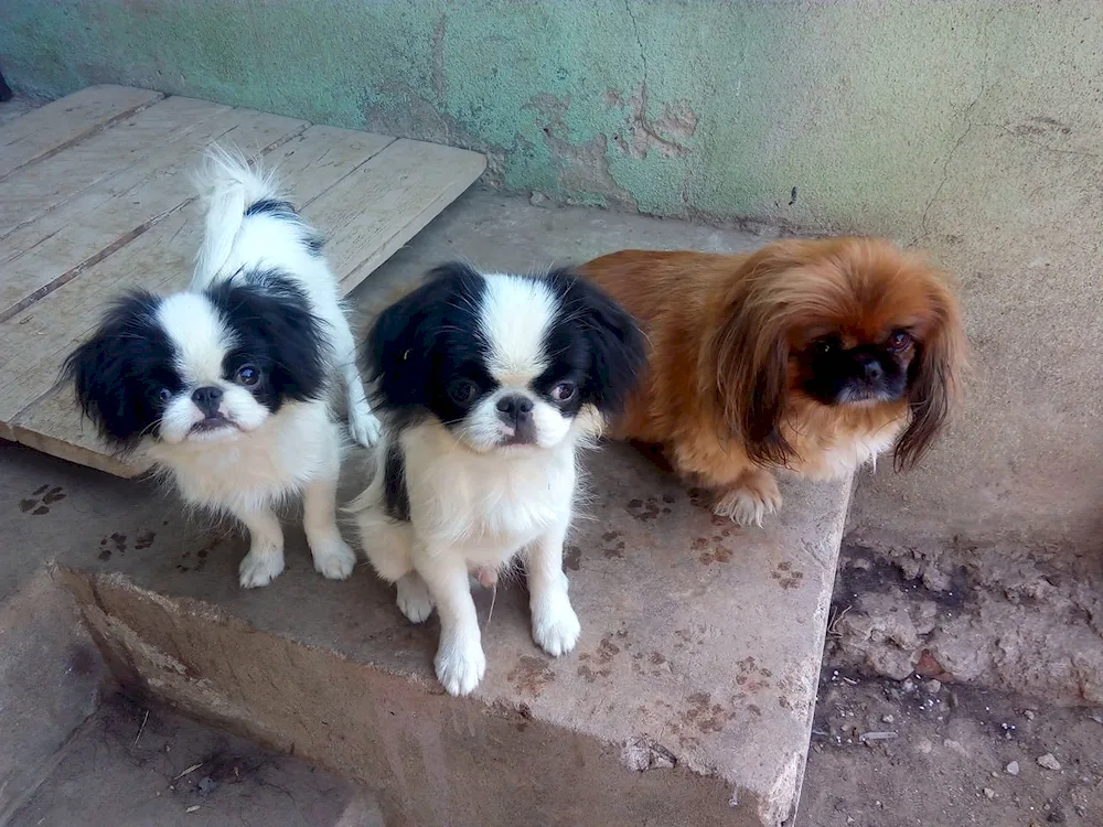 Japanese Hine and Pekingese