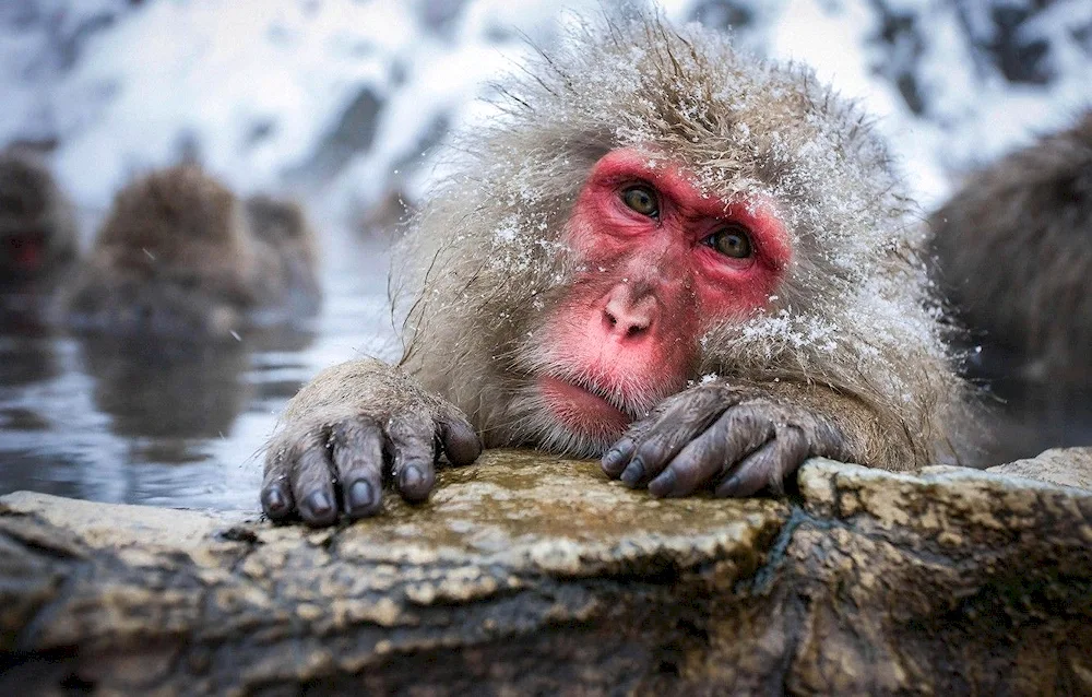 Japanese macaque