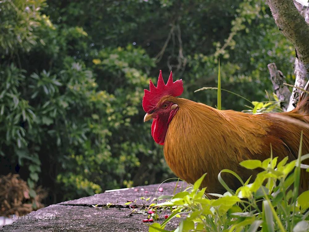 Cockerel's troop
