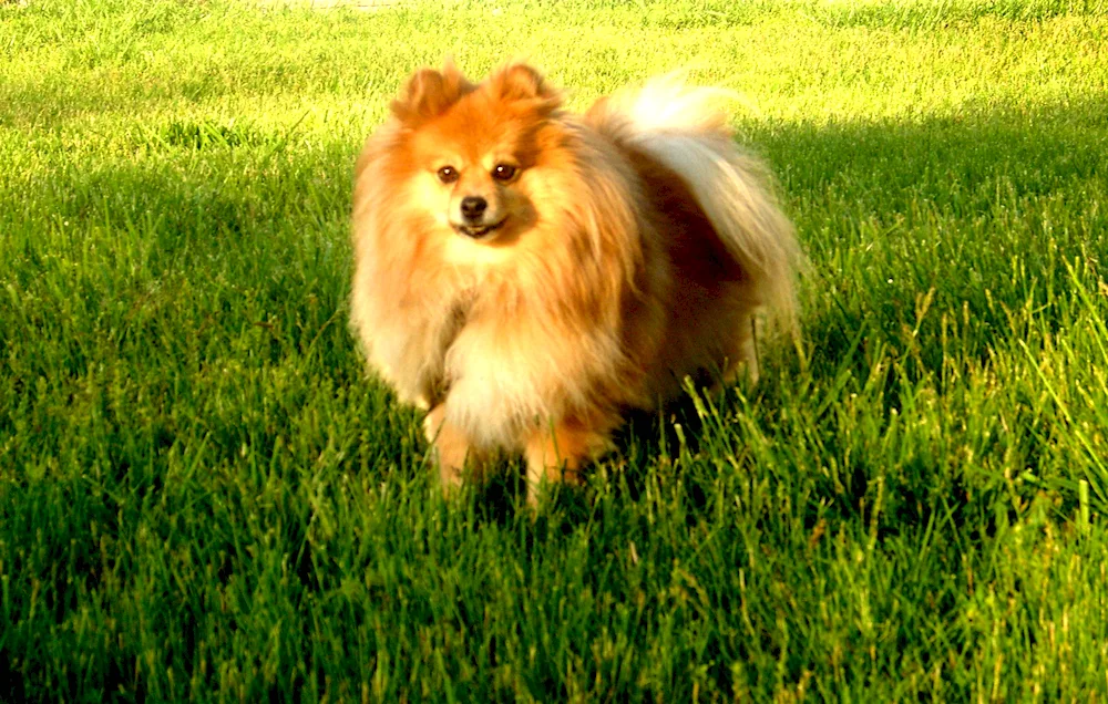 Japanese Pomeranian Spitz