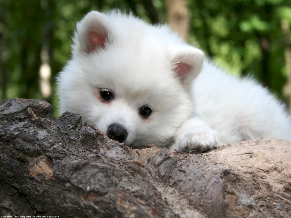 Pomeranian Spitz 2 years old