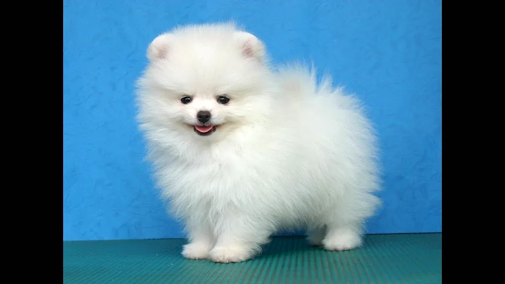 Japanese Pomeranian Dwarf Spitz