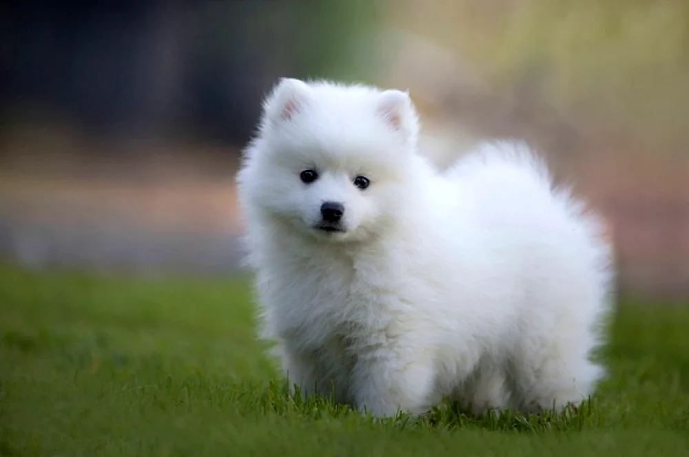 Samoyed dog