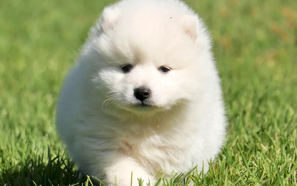Pomeranian Spitz