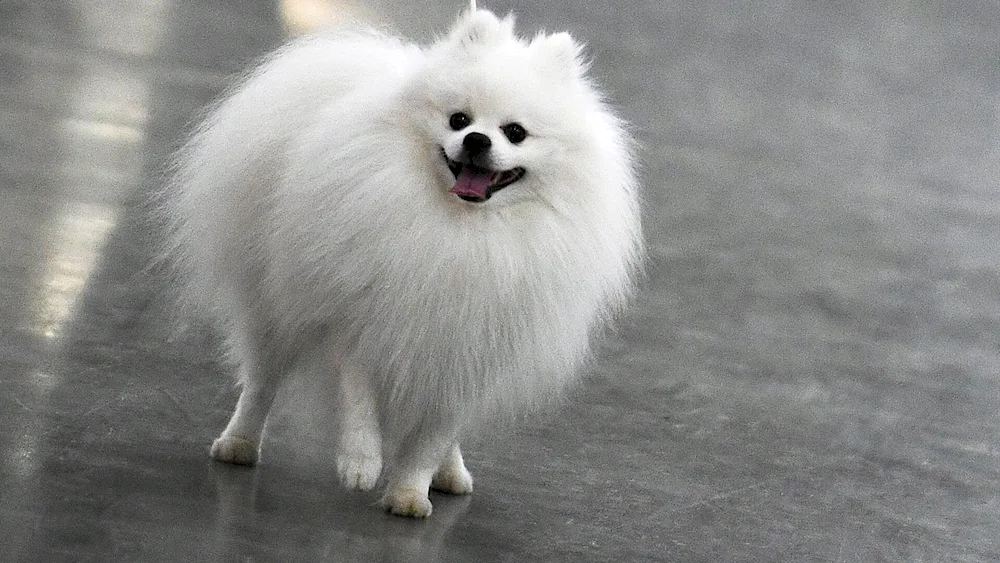 Japanese Bear Spitz type