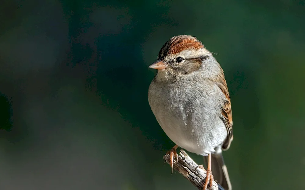 Japanese Sparrow