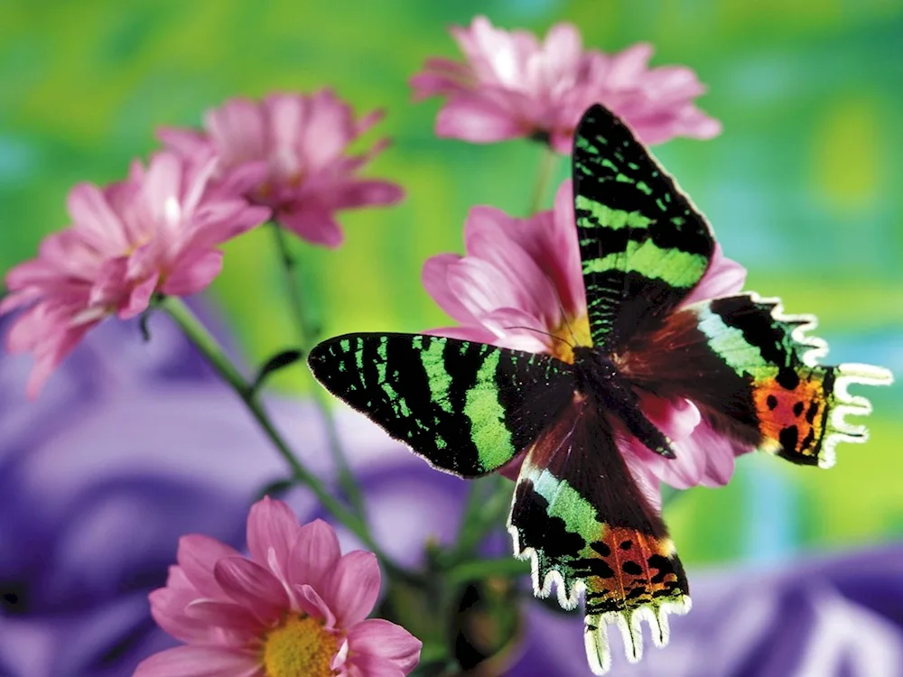 Butterfly on flower