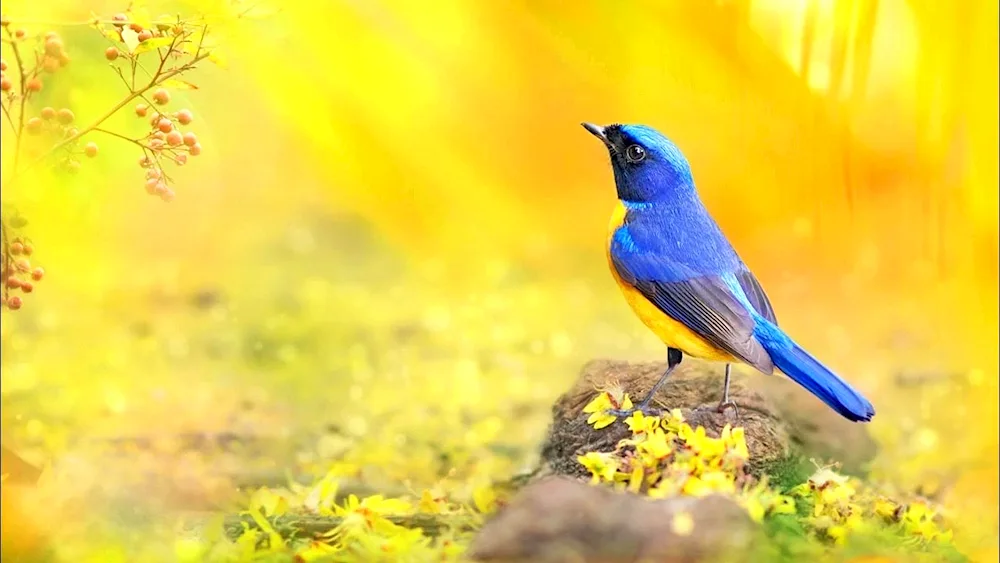 Blue-winged Warbler