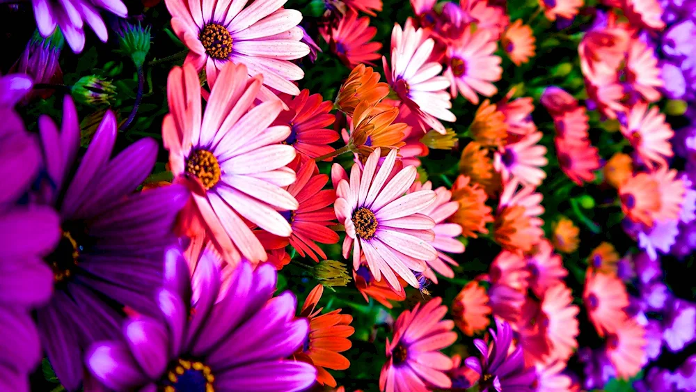 Bright flowers