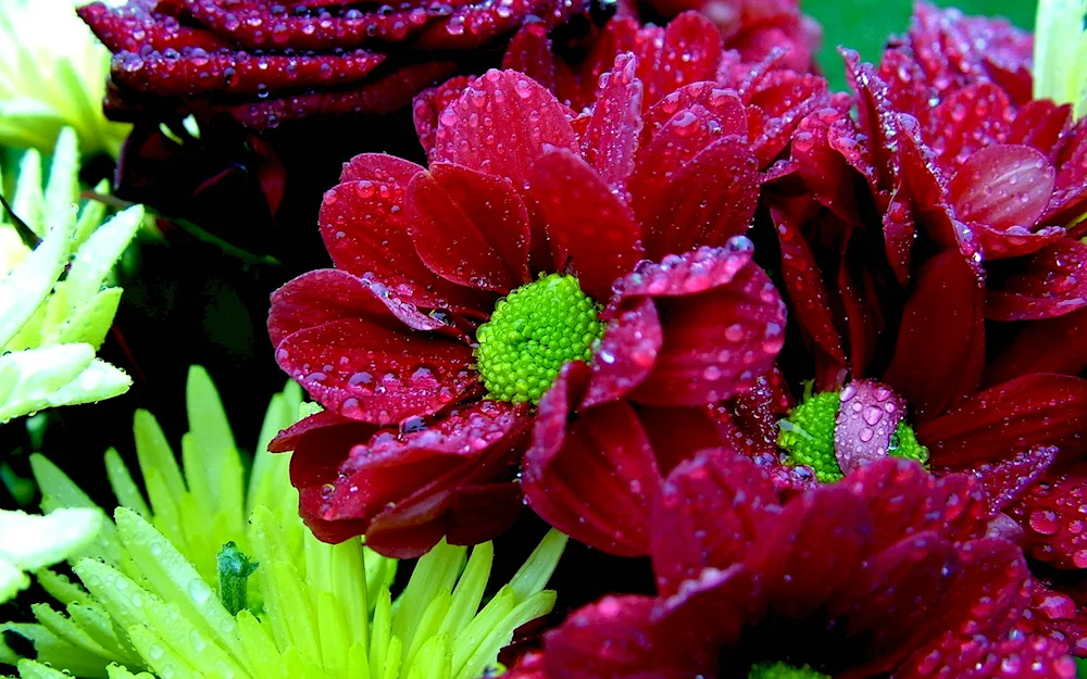 Bouquet of Lily and irises