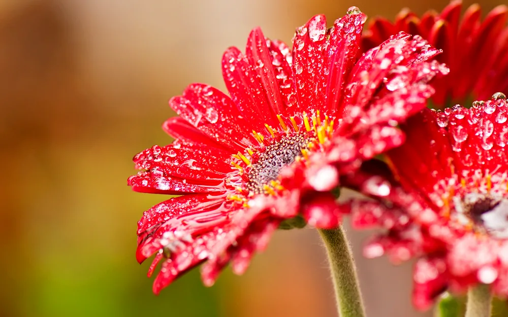 Bright flowers