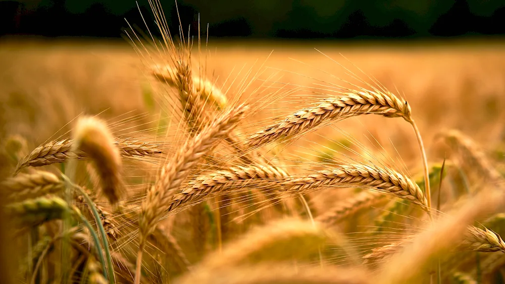 Yarrow barleyYarrow barley Colossus Colossus in the field