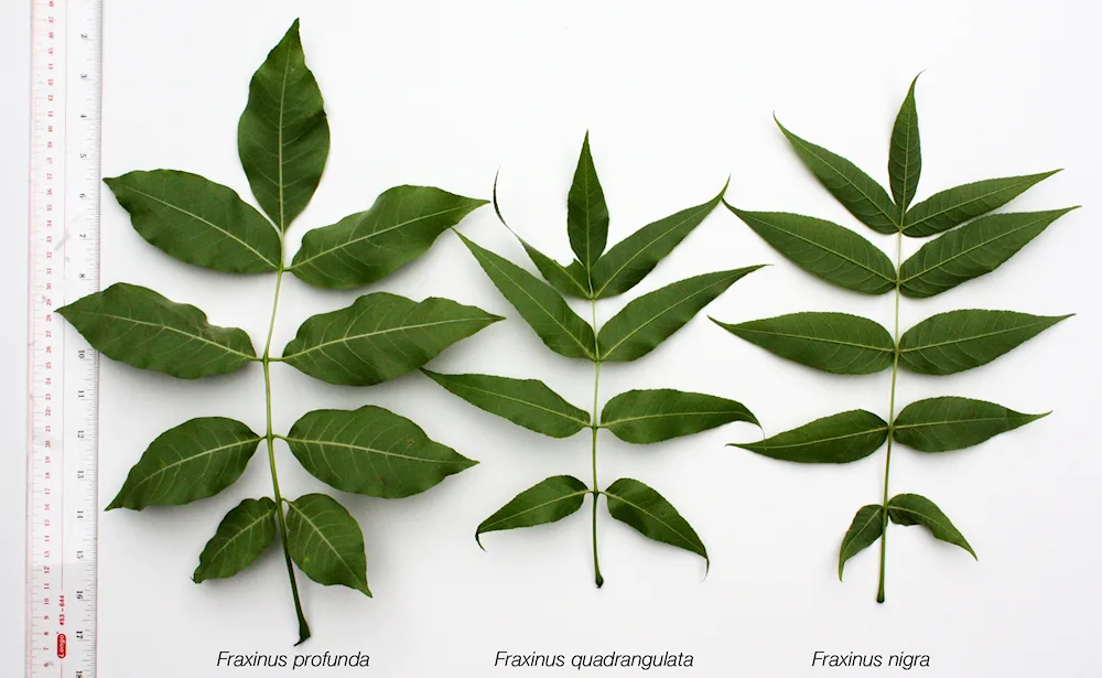 Lanceolate ash leaf arrangement